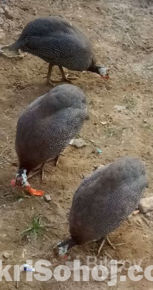 তিথির মুরগ মুরগী